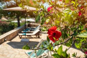 a group of lounge chairs and a red flower at Villa Ftenagia in Halki