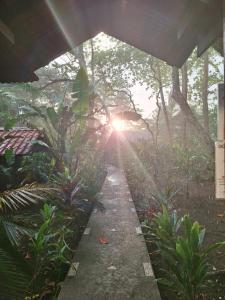 Imagen de la galería de Gecko de Tortuguero, en Tortuguero