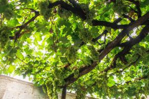 a bunch of grapes hanging from a tree at Hostal San Jorge in Cafayate