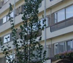 a tree is in front of a building at Gezellig appartement Donkvijver Beveren 2 personen in Beveren