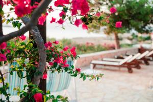 a bunch of pink flowers on a tree with a bench at Villa Ftenagia in Halki
