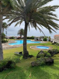 una palmera junto a una piscina en Mirador de Las Salinas, en Los Cancajos