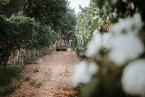 a path through an apple orchard with trees at Finca Es Cabàs in Santa Maria del Camí