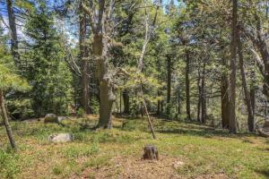 a wooded area with trees and grass and logs at Bugsy's Hideout in Lake Arrowhead