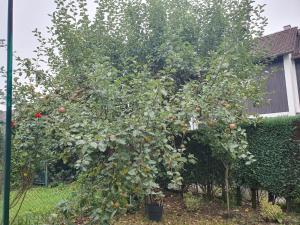 Garður fyrir utan 80m2 Garten-Duplexwohnung in Altperlach