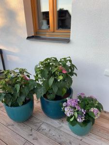 Zahrada ubytování Penzion U Blechy a Švába