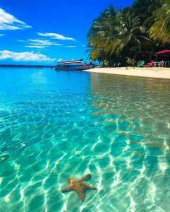 a starfish in the water in front of a beach at Isla aguja San Blas in Panama City +3 photos