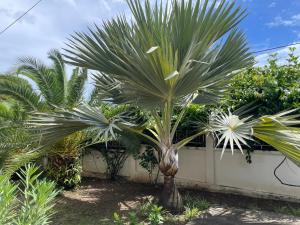 una palmera frente a una valla blanca en Sarithea, en Basse-Terre