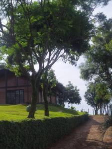 a tree in front of a building on a grass field at Casa de Campo Rancho Bodaneze in Abelardo Luz