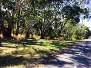 a tree lined road with green grass and trees at Sunny Shackell - Echuca Moama Holiday Accommodation in Echuca