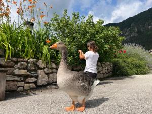 Kép Agriturismo Girasole szállásáról Fai della Paganellában a galériában