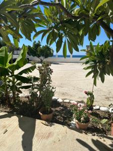 a group of plants in pots on the beach at Poppis Apartments in Ierapetra