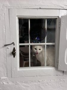 un gato blanco mirando por la ventana en Casa Leto Rural, en Iznájar