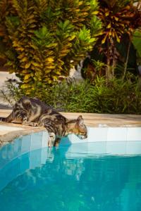 a cat is standing next to a swimming pool at The Garden in Paje