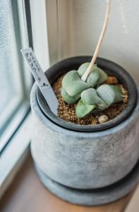 a plant in a pot next to a window at 5分車程札幌中心大通公園 豐平川河景四房 廁所x2 浴室x1 淋浴x1 包棟別墅近地鐵 停兩台車 in Sapporo
