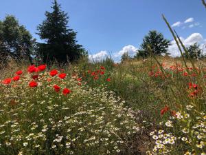 Zahrada ubytování Podere l'Alfina B&B - Bio Agriturismo