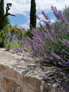 En have udenfor Mas de Les Olles