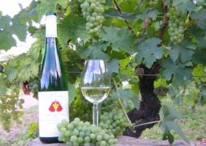 Gallery image of Ferienweingut St. Martin in Ensch