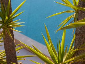 a view through the leaves of a palm tree and a pool at The Roc Club, A Grecotel Hotel to Live in Athens