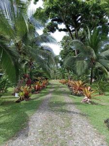 a dirt road in a field with palm trees at KintsugiKanjiatCocles in Cocles