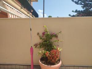 A garden outside Terrazza La Delizia