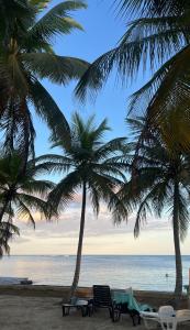 - deux palmiers et des chaises sur une plage donnant sur l'océan dans l'établissement Mio Plage, à Sainte-Anne