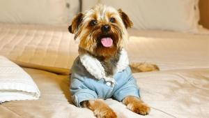 Pet ou pets ficando com hóspedes em Hotel Fioreze Origem