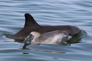 un delfino che nuota in acqua di Canal Villa & Jetty-dolphin Views Walk-beachtown a Mandurah