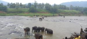 Animales en el lodge o alrededores