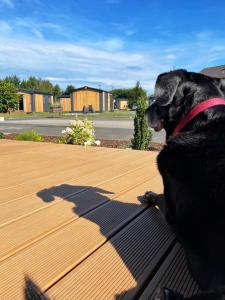 Domácí mazlíčci ubytovaní s hosty v ubytování Tinyhaushotel - Campingpark Nabburg