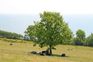 un gruppo di animali che pascolano in un prato sotto un albero di Ferienwohnungen in Göhren a Göhren