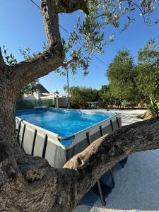 a swimming pool behind a tree at Trullo Gnoffa in La Correggia