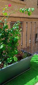 a green planter with a pink rose and a plant at Tudela in Tudela
