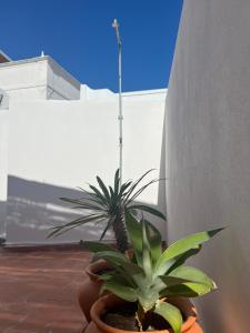 Ảnh trong thư viện ảnh của Casa Tropical - maison typique dans le centre historique d'Olhao ở Olhão
