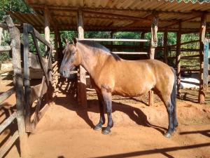 Zvířata v prázdninového domu nebo okolí + 22 fotografií