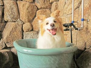 Majutusasutuse Nanki Shirahama Dog Paradise külastajatega peatuv lemmikloom või lemmikloomad