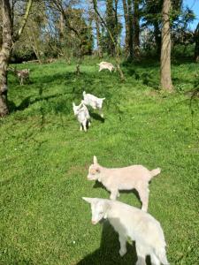 a group of goats running in a field of grass at La ferme stanczak in Tréguier +8 photos