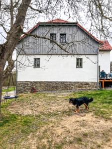 Domácí mazlíčci ubytovaní s hosty v ubytování Samota u veverek