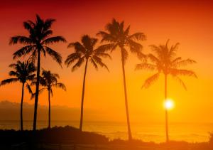 eine Gruppe von Palmen am Strand bei Sonnenuntergang in der Unterkunft Shivansh Cottage Diveagar in Diveagar + 11 Fotos