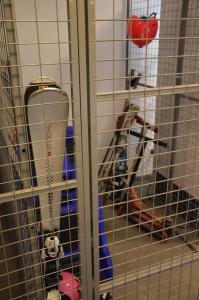 a dog is sitting in a cage at Apartmány - Kouty nad Desnou in Loučná nad Desnou