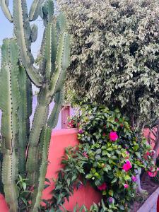 a group of cactus and flowers in a garden at Hostal Cafeteria El Mero in Zahora +47 photos