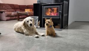 Ospiti di Penny's Drop Inn con animali domestici