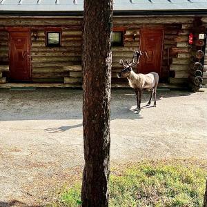 a deer standing in front of a log cabin at Arctic Lodges Lapland Ski In Family Studio, Wi-Fi, National Park - Lapland Villas in Pyhätunturi