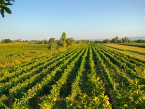 Paesaggio naturale nelle vicinanze dell'affittacamere