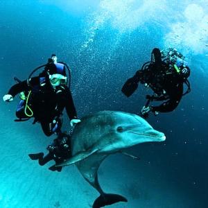 un groupe de personnes nageant à côté d'un requin-baleine dans l'établissement Seaside 2-Room 3-Balconies Apt#12 Stunning View, à Batoumi 15 autres photos