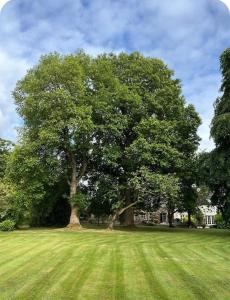 a large tree in the middle of a grass field at The Cottage, Walworth Demesne in Ballykelly +40 photos