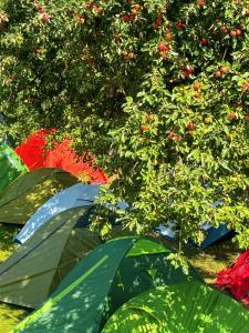 Giardino di Old Town