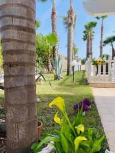 a palm tree in a park with palm trees and flowers at Pupillo Casa Vacanza in Francavilla Fontana
