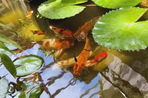 a group of koi fish swimming in a pond at Maison Saiko Angkor Boutique in Siem Reap +61 photos