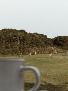 a herd of zebras grazing in a field at Stanley Island in Plettenberg Bay +284 photos